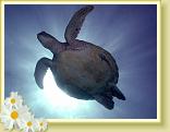 223-Green Sea Turtle & Slender Suckerfish